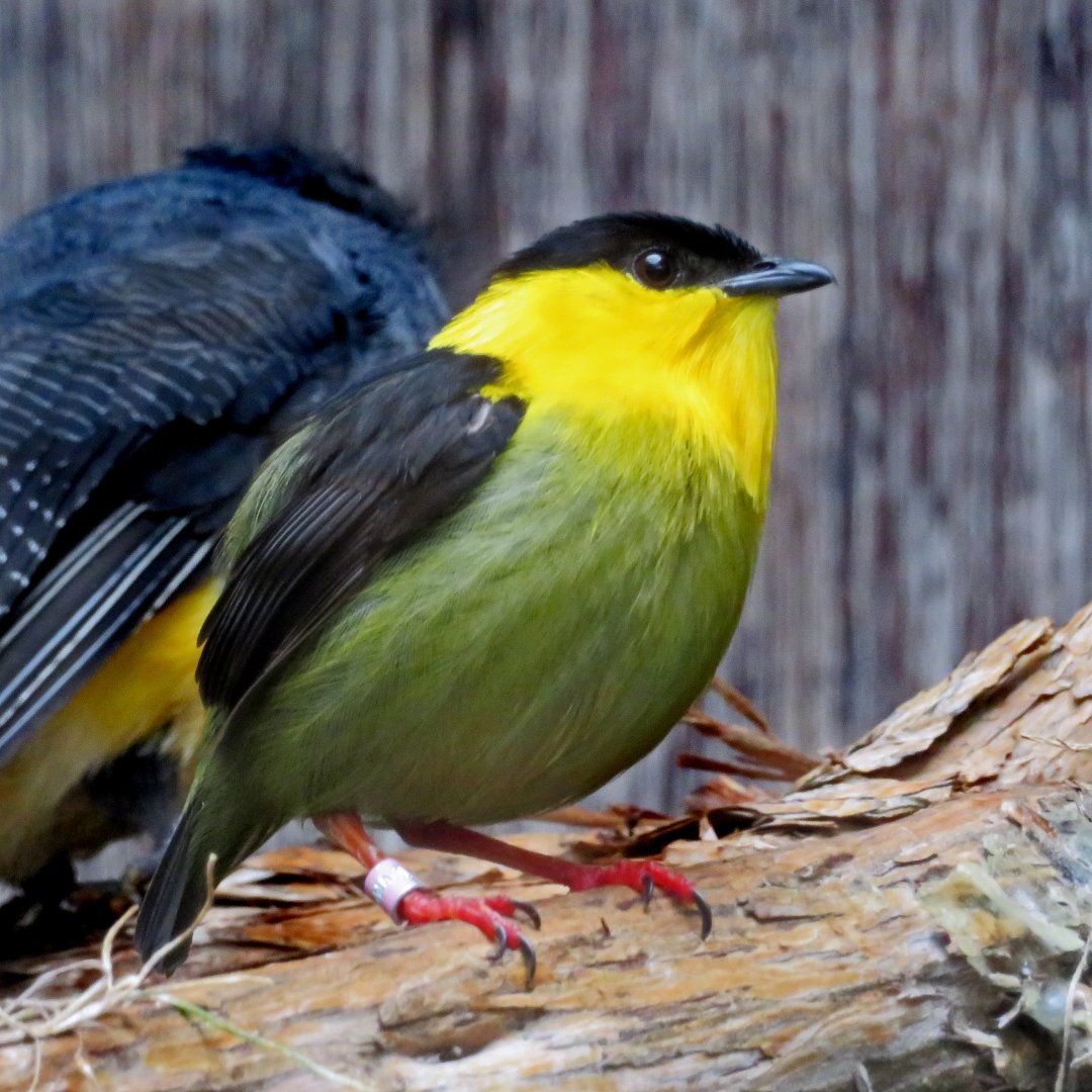 Golden-collard Manakin
