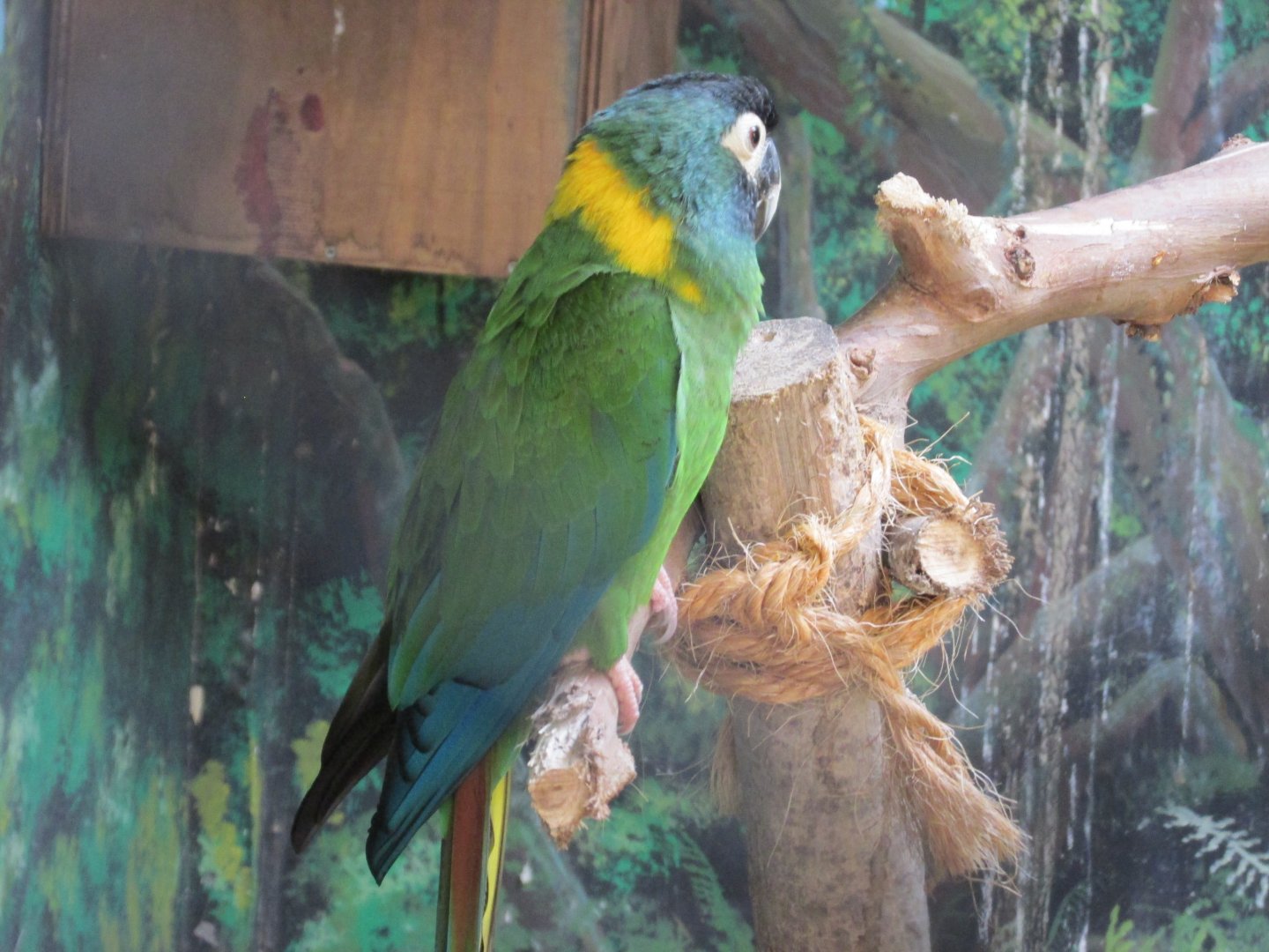 golden collared macaw buin zoo