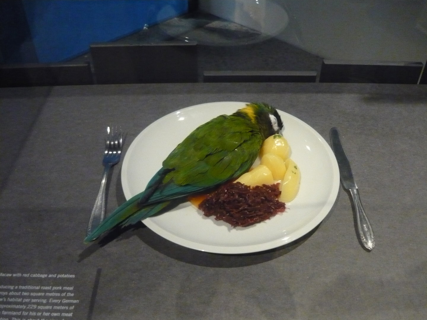 Golden-collared macaw on a plate