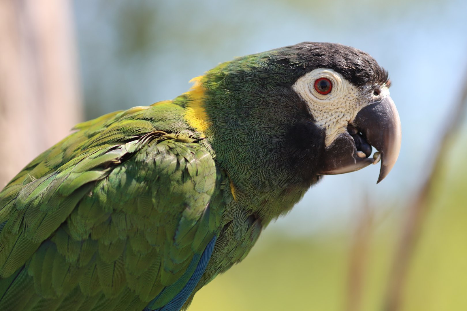 Golden-collared macaw (Primolius auricollis)
