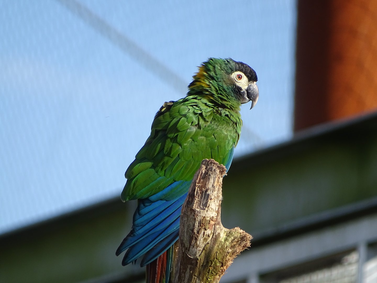 Golden-collared macaw (Primolius auricollis)