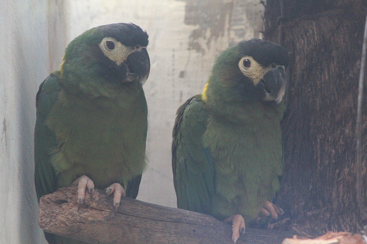 Golden-collared macaw (Primolius auricollis)