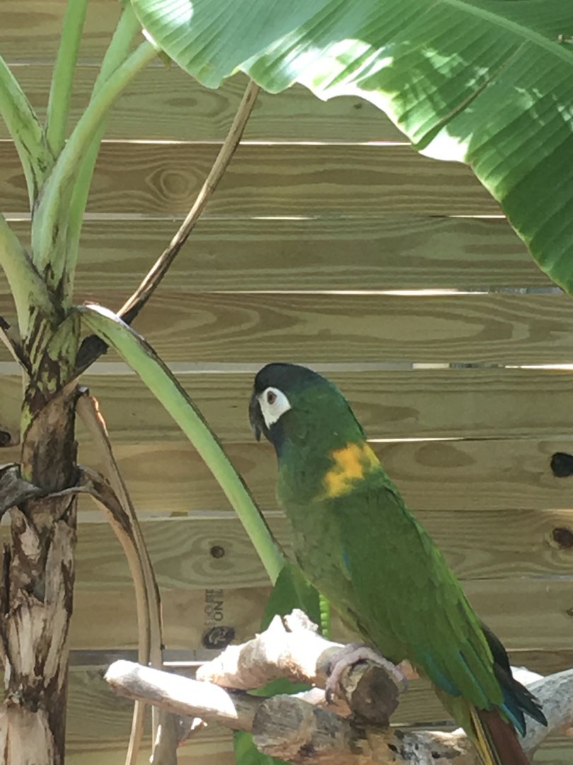 Golden-collared Macaw