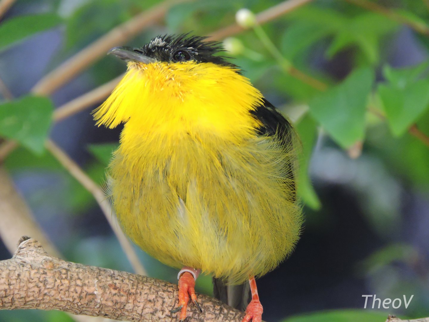 Golden-collared manakin - Discovery Outpost [2015]