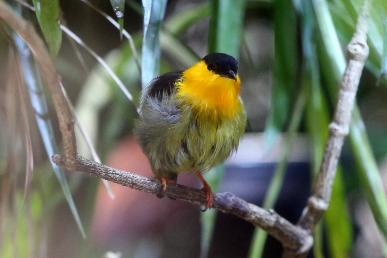 Golden-collared Manakin (Manacus vitellinus)