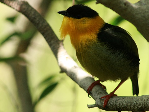 Golden-collared Manakin
