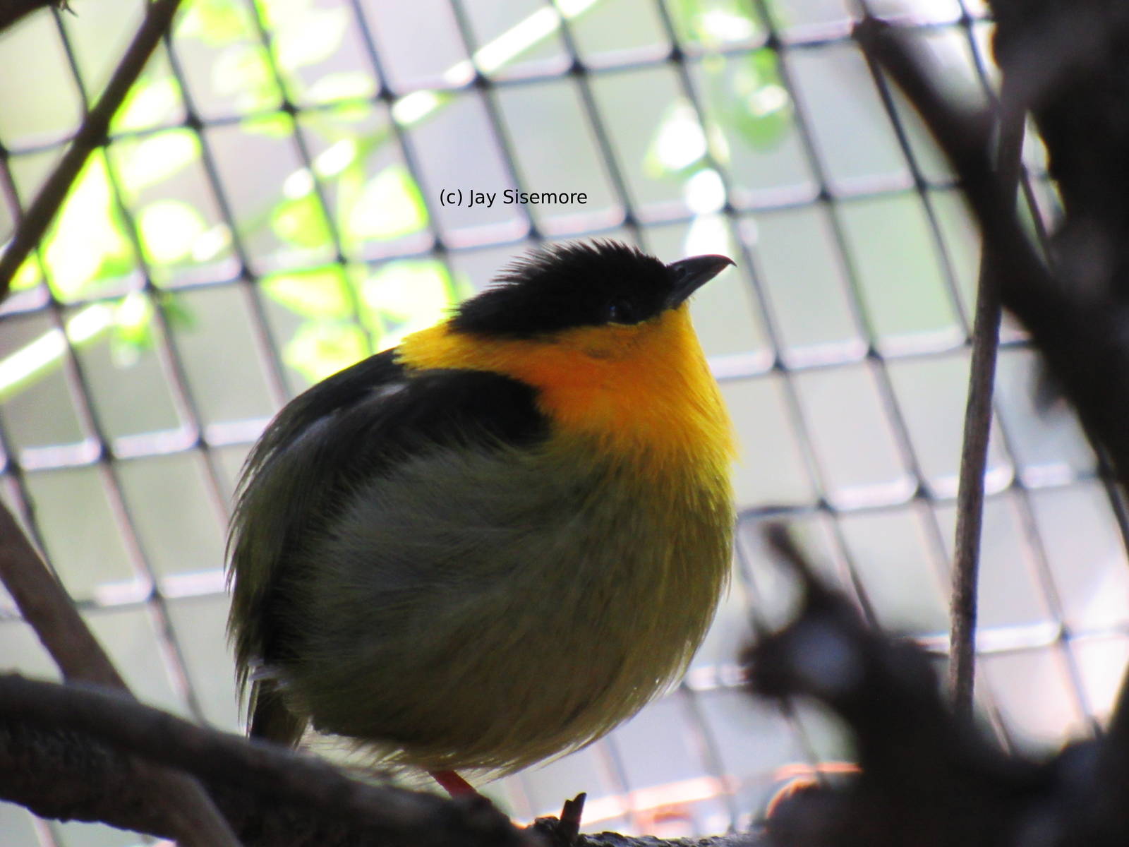Golden-Collared Manakin