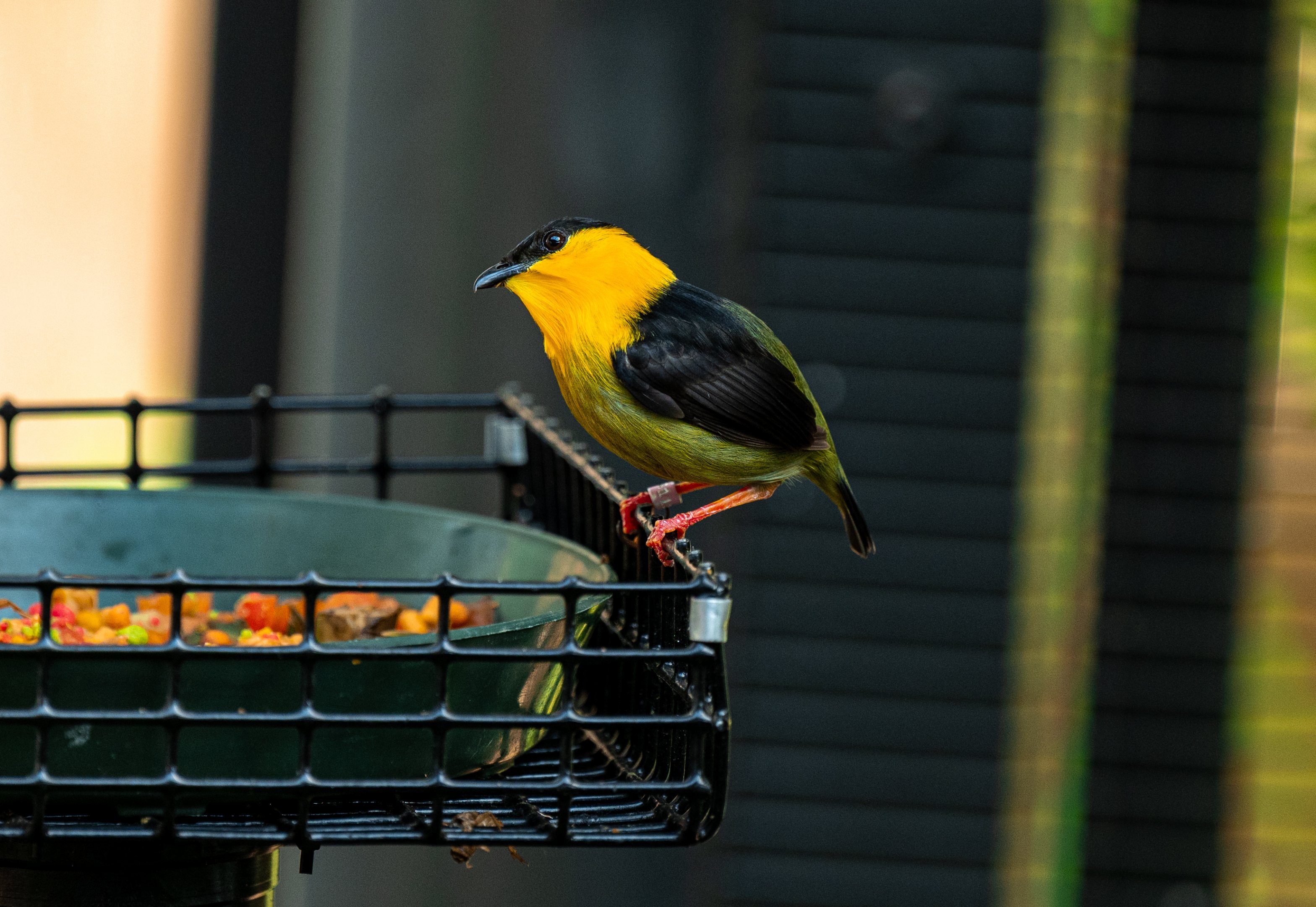 Golden Collared Manakin