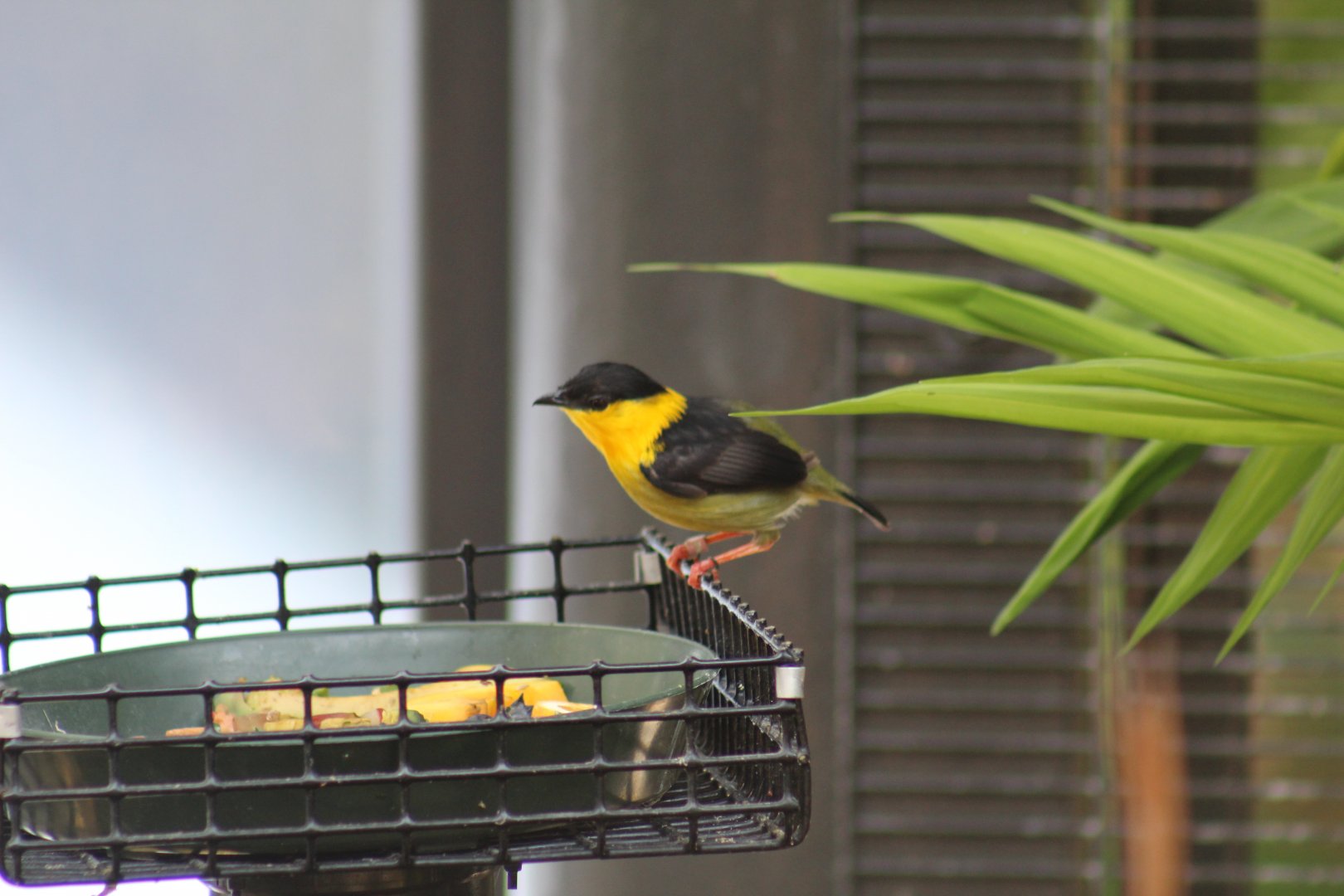 Golden-Collared Manakin