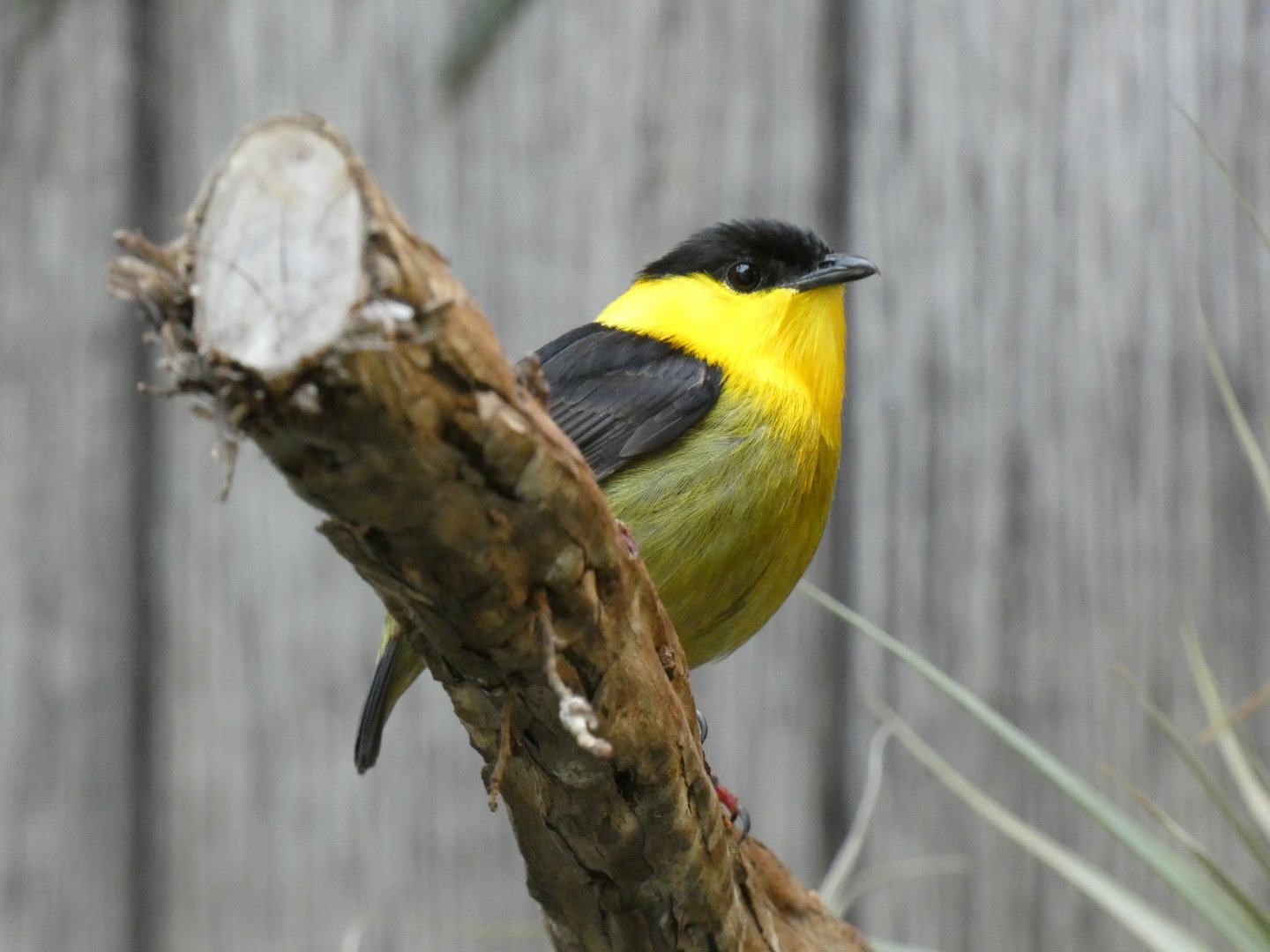 Golden-collared manakin