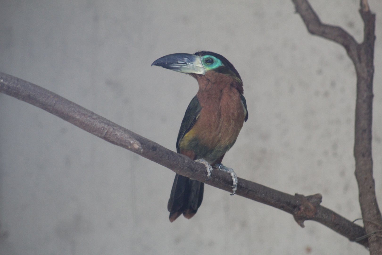 Golden-Collared Toucanet