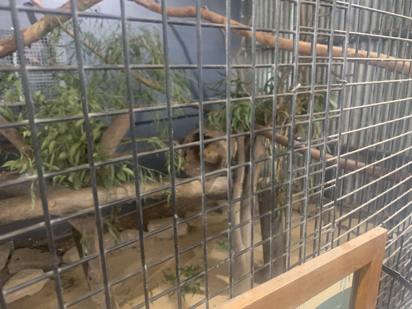 (Golden) {Common} Brushtail Possum (sorry about poor image quality)