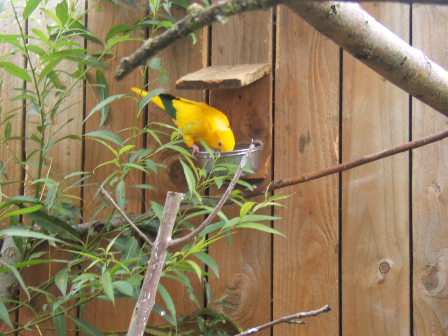 Golden Conure 10/09/2017
