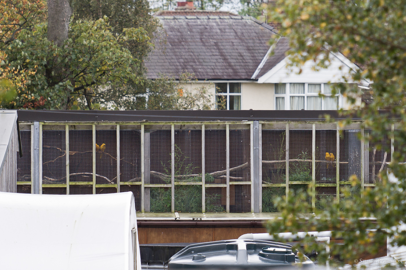 Golden Conure - 12/10/2011