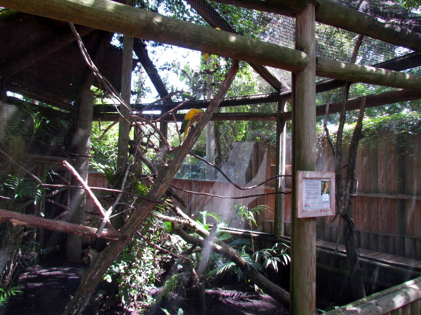 Golden Conure and Curl-crested Aracari Exhibit
