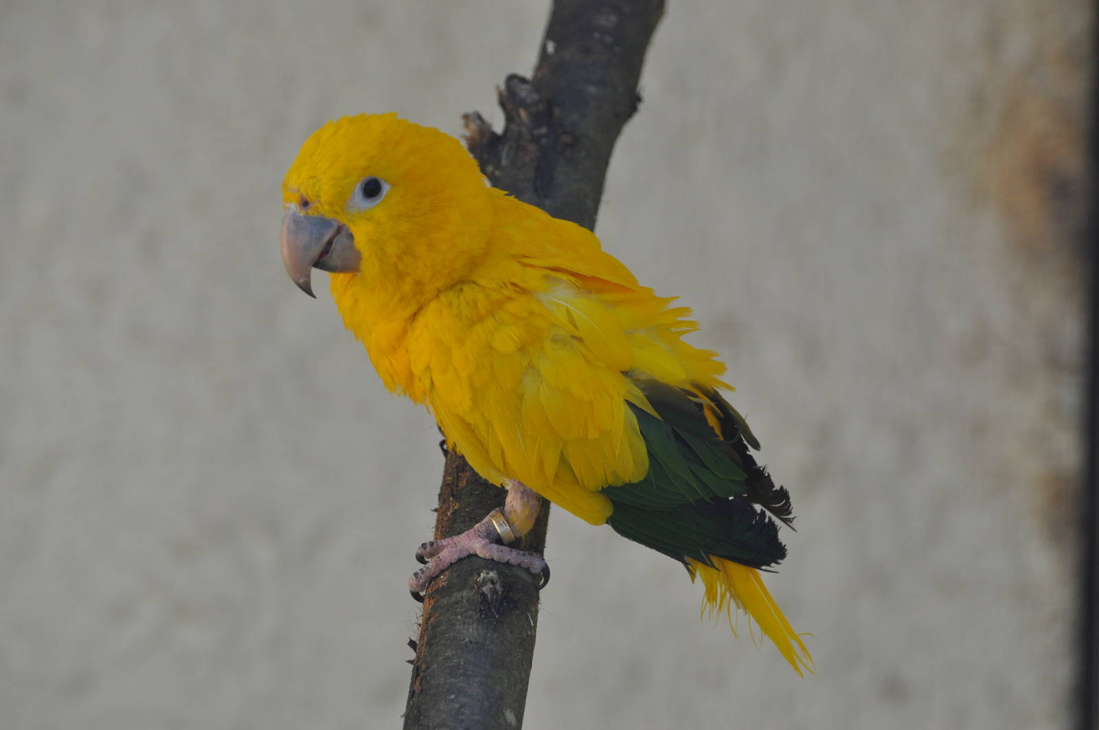 Golden conure/ Aratinga guarouba