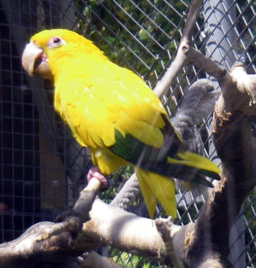 Golden Conure (Aratinga (Guaruba) guarouba)
