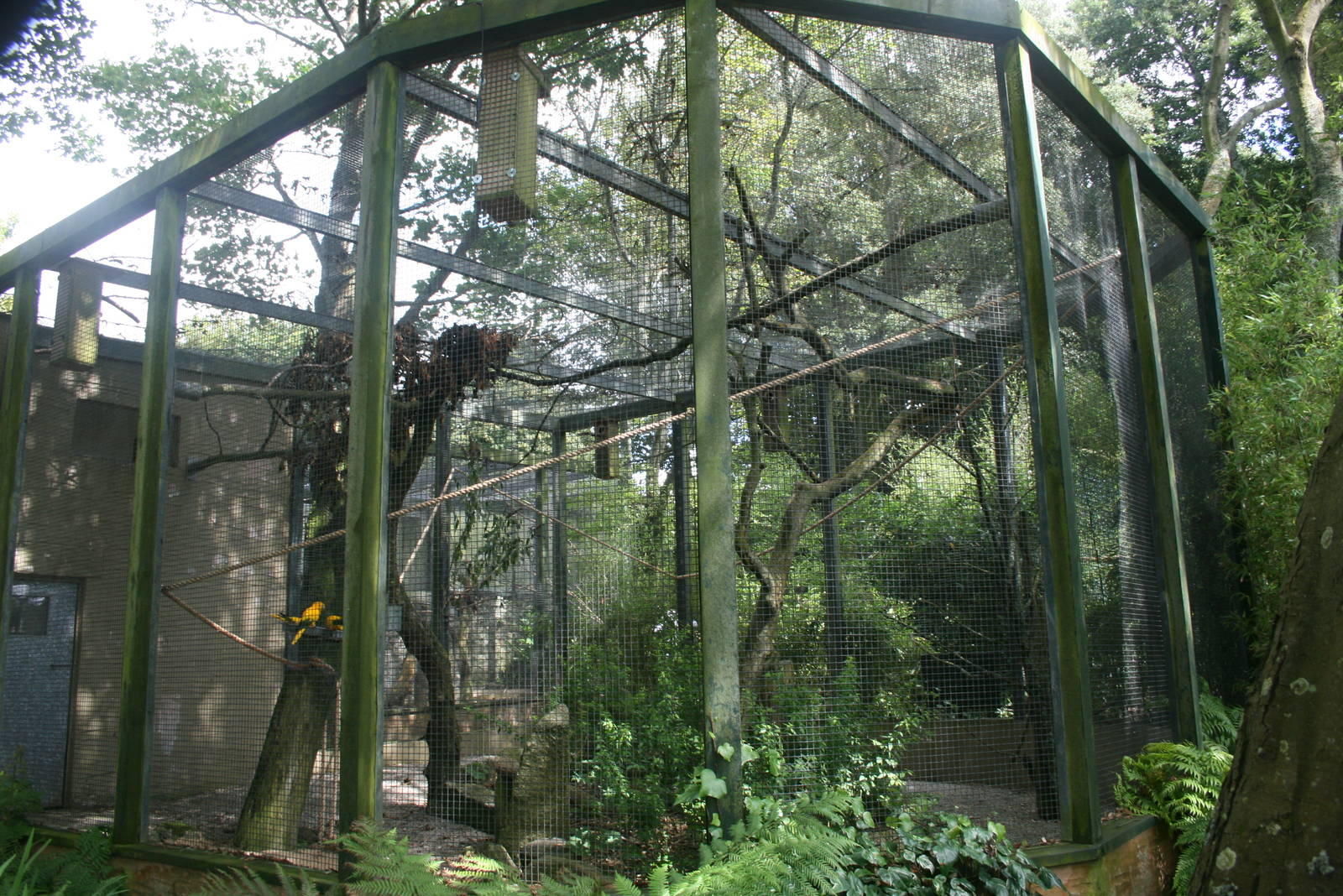 Golden Conure Aviary