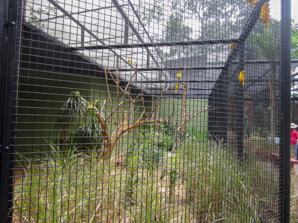 Golden Conure Aviary