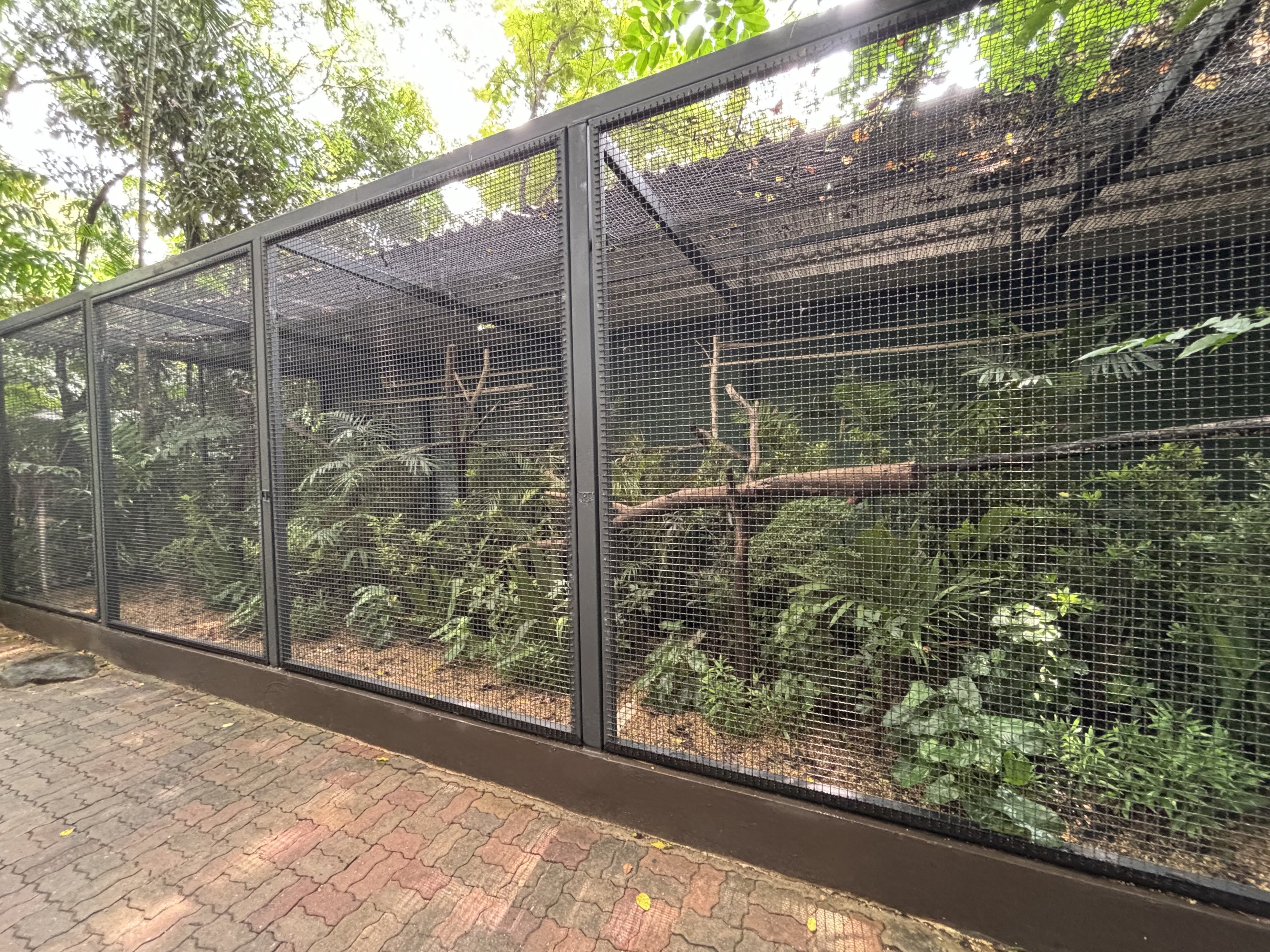 Golden Conure Aviary