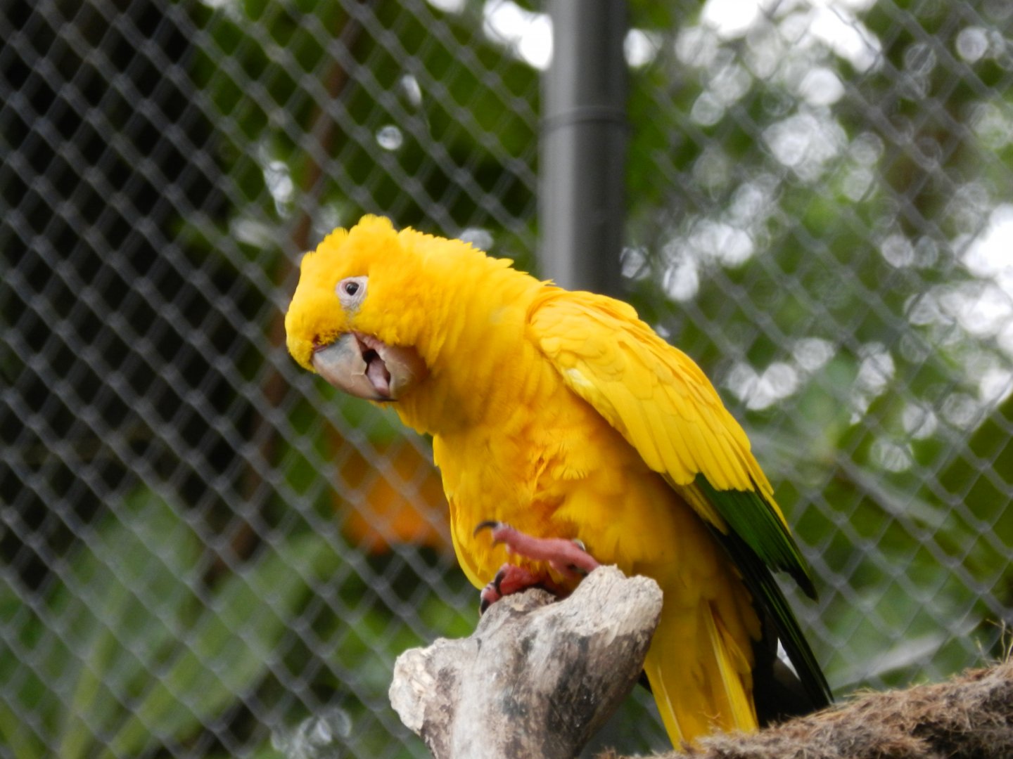 Golden conure - BioParque do Rio