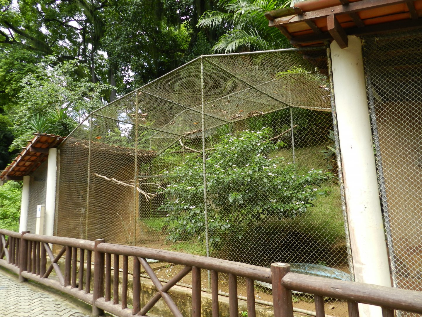 Golden conure exhibit - Salvador zoo (PZGV)