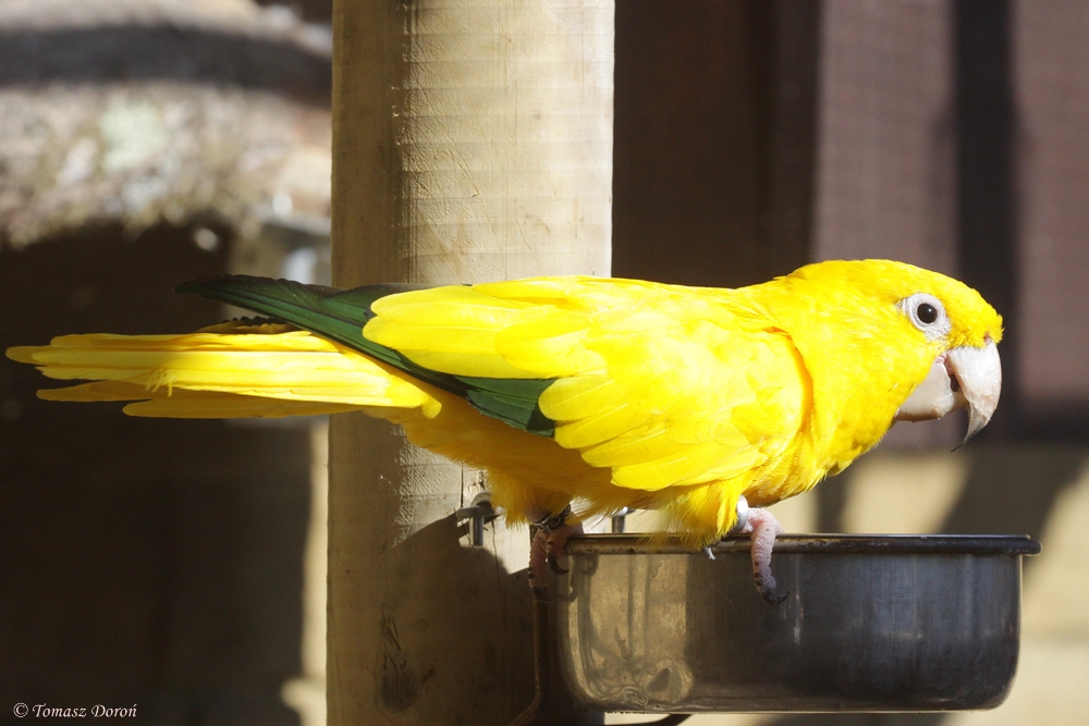 Golden Conure (Guarouba guarouba)