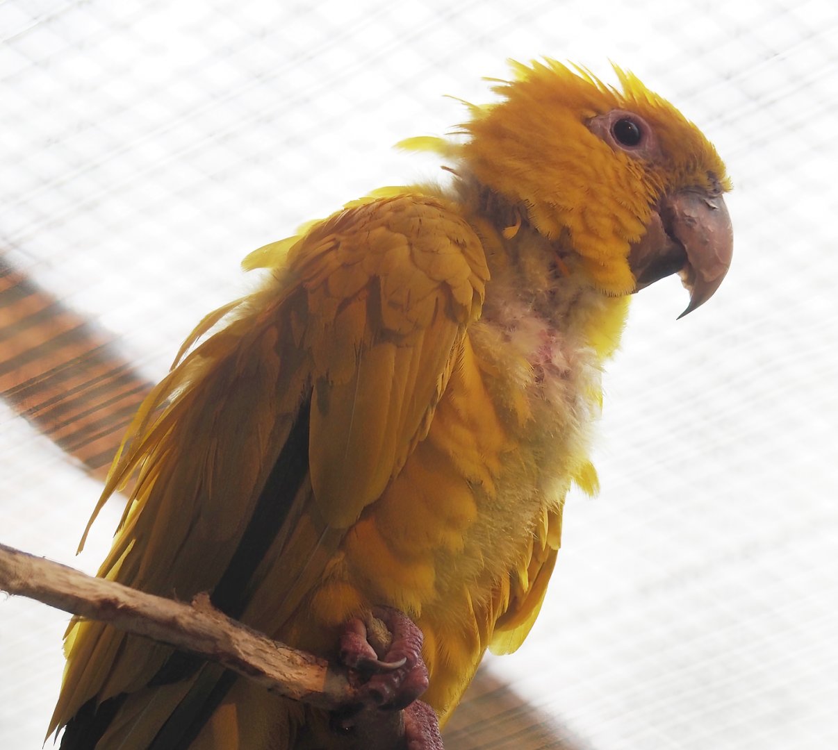 Golden conure (Guaruba guarouba), 2024-05-22