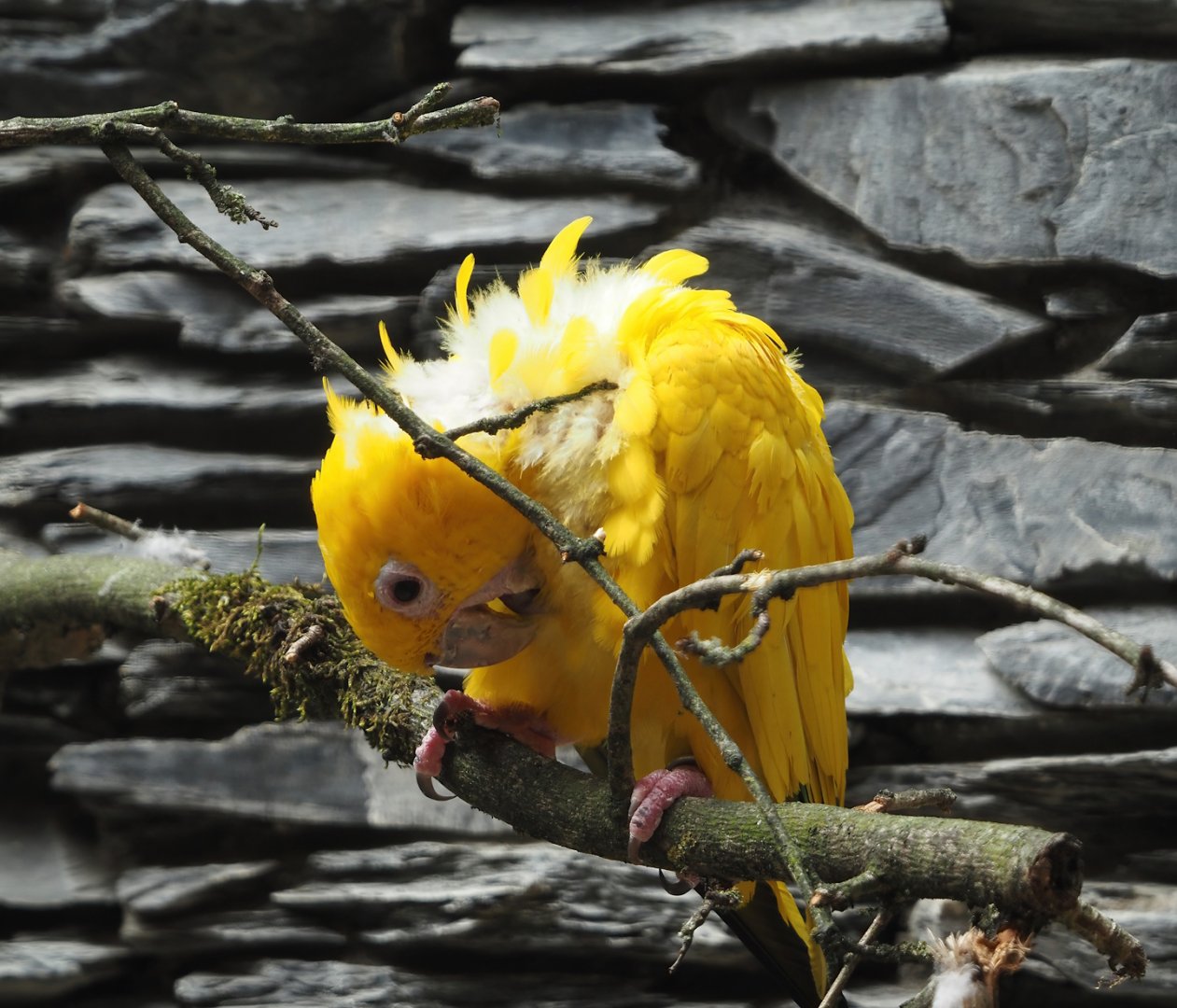 Golden conure (Guaruba guarouba), 2024-05-23