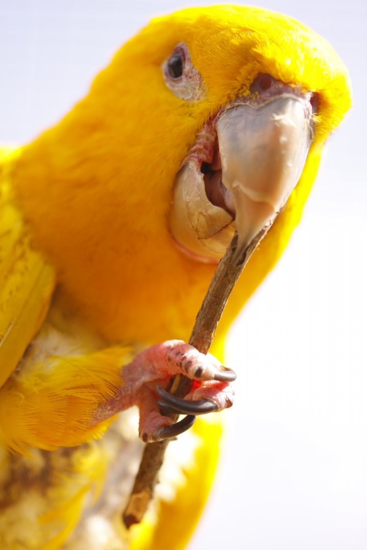 Golden conure (Guaruba guarouba)