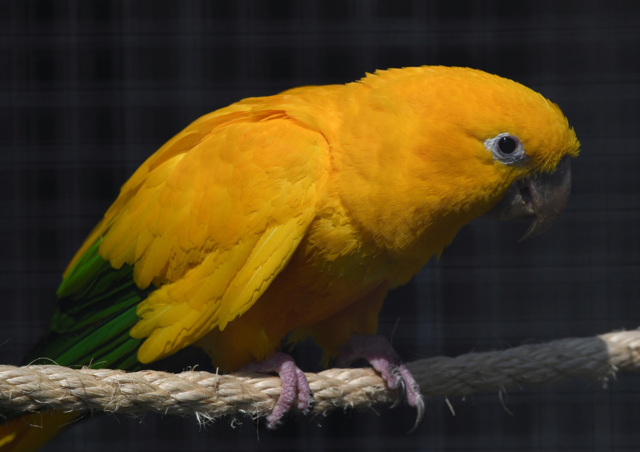 Golden Conure - Guaruba guarouba