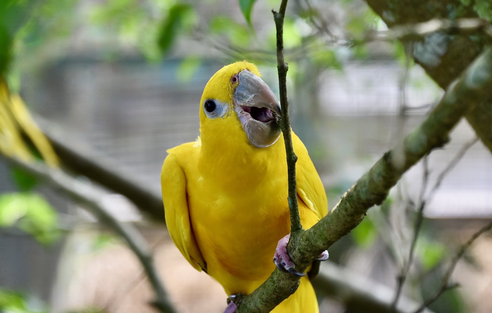 Golden Conure (Guaruba guarouba)