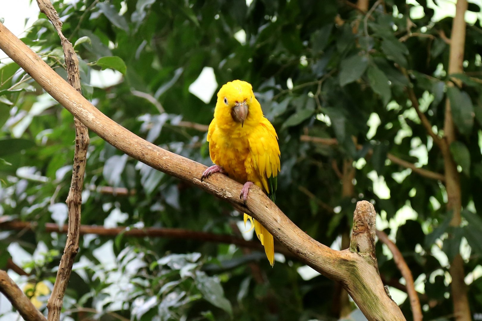Golden Conure, June 2015