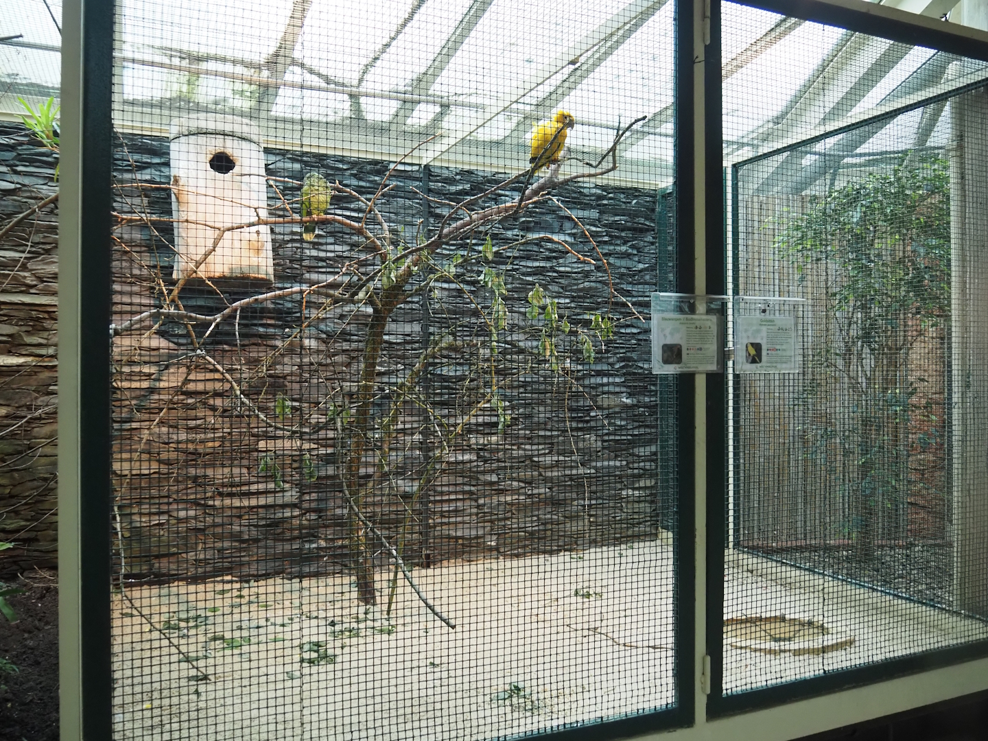 Golden conure, Northern festive amazon and Red-crested cardinal aviary, 2024-05-22