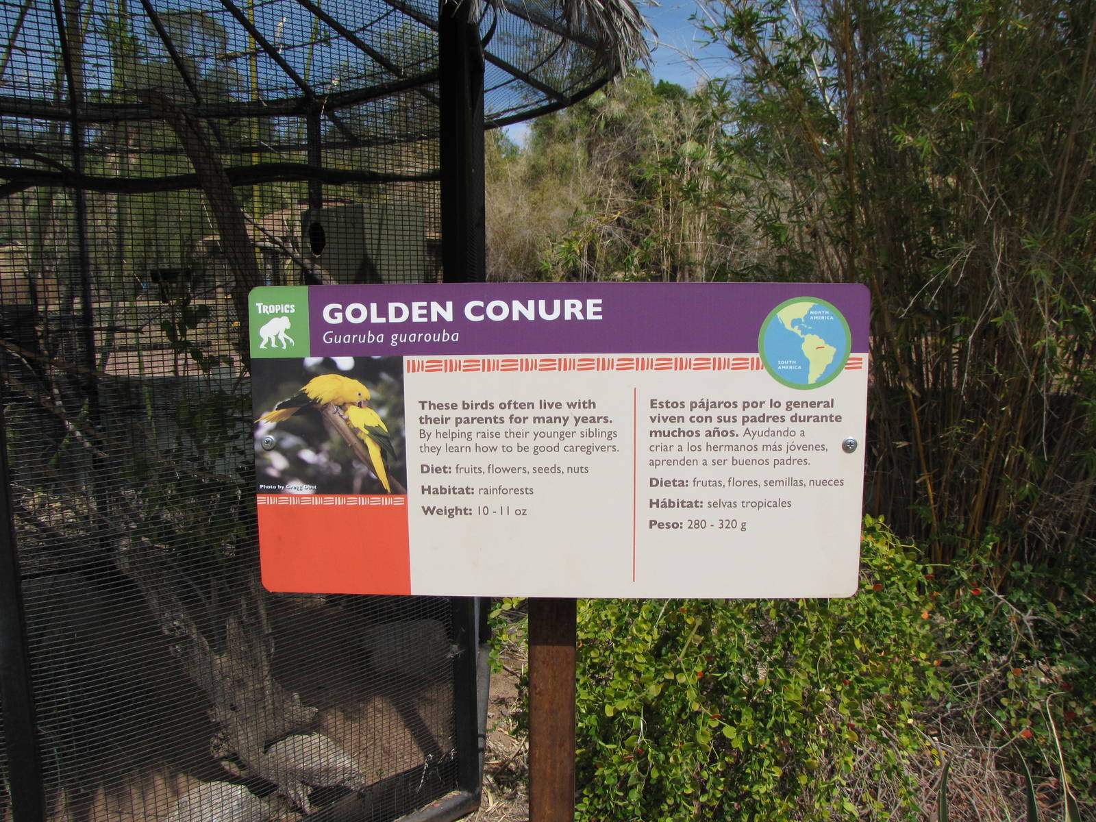 Golden Conure Signage