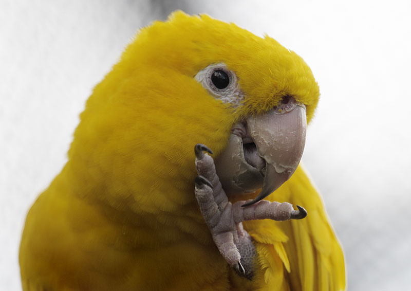 Golden conure