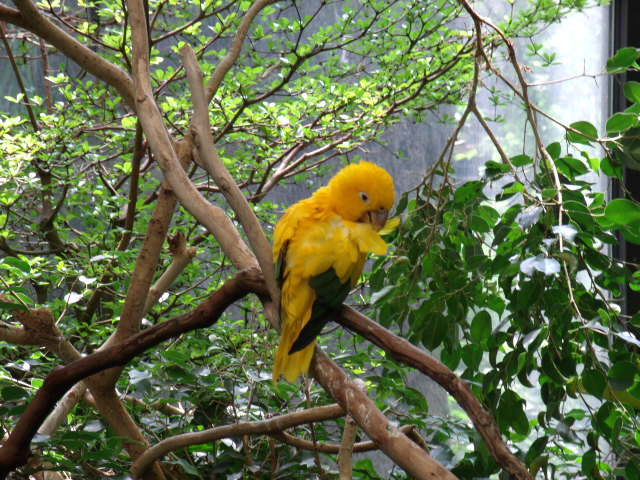 Golden Conure