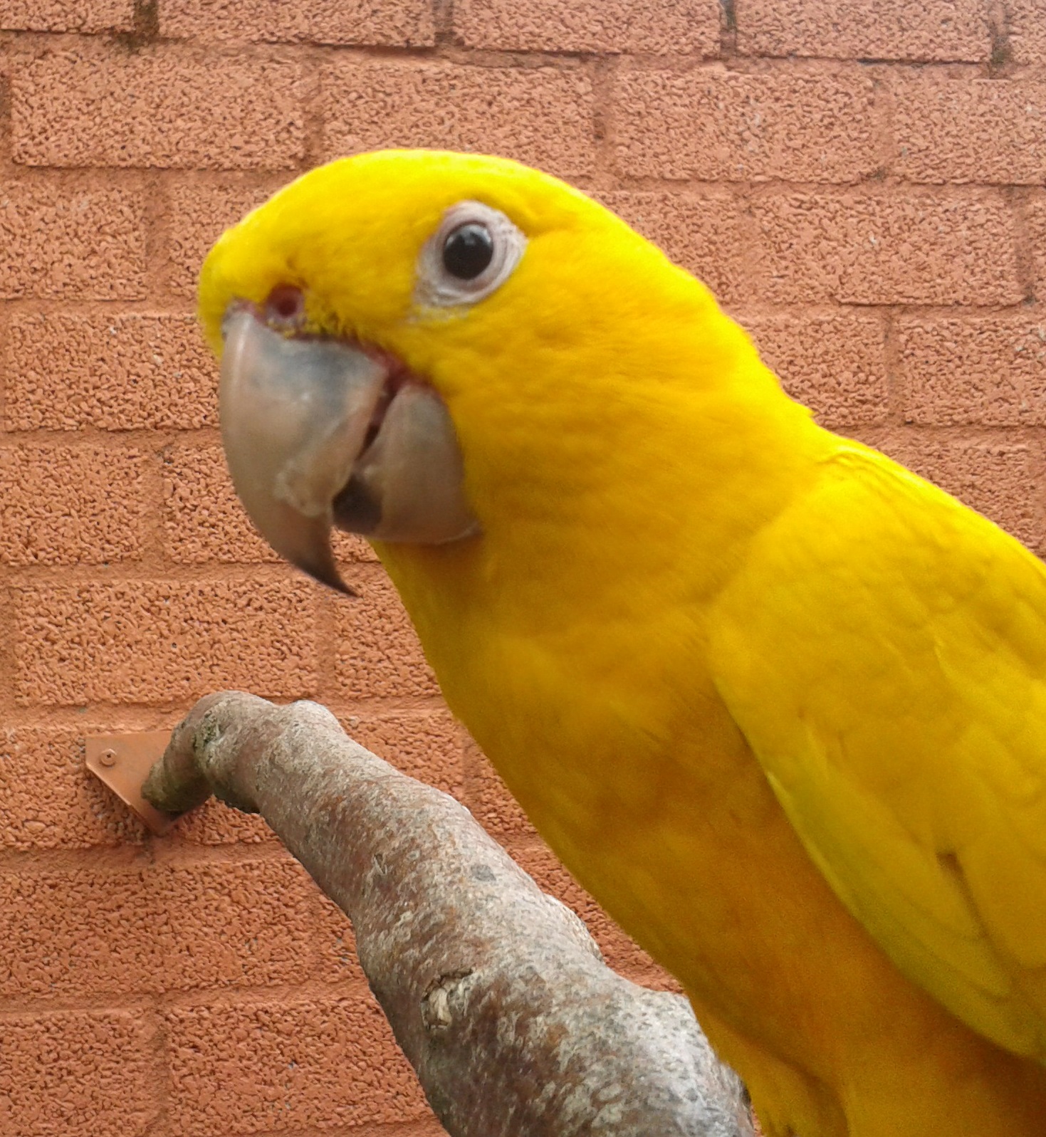 Golden conure