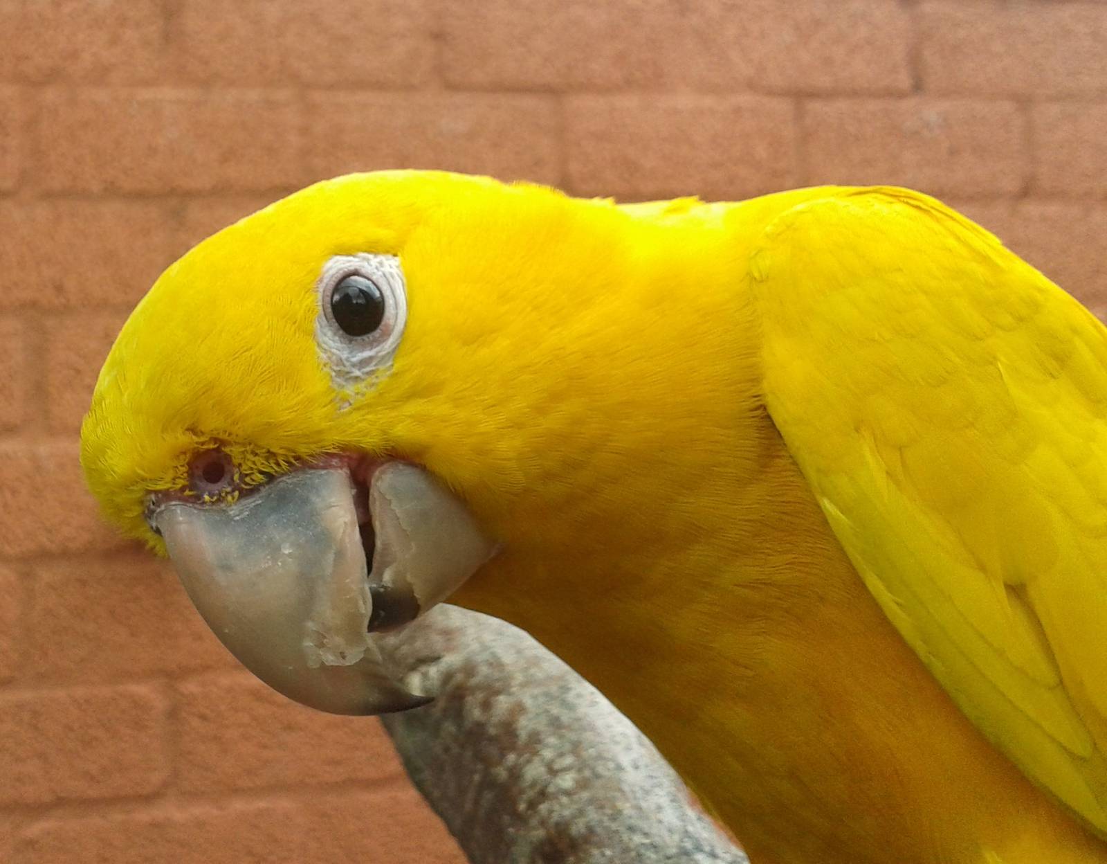 Golden conure