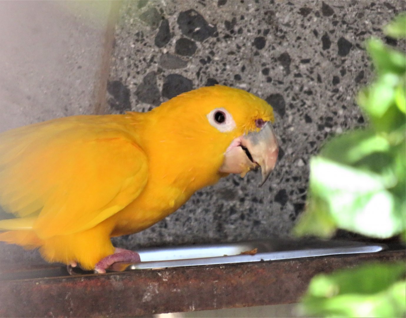 Golden conure
