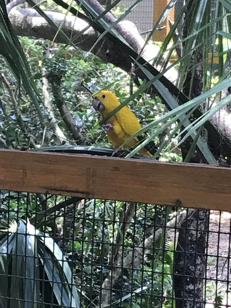 Golden conure