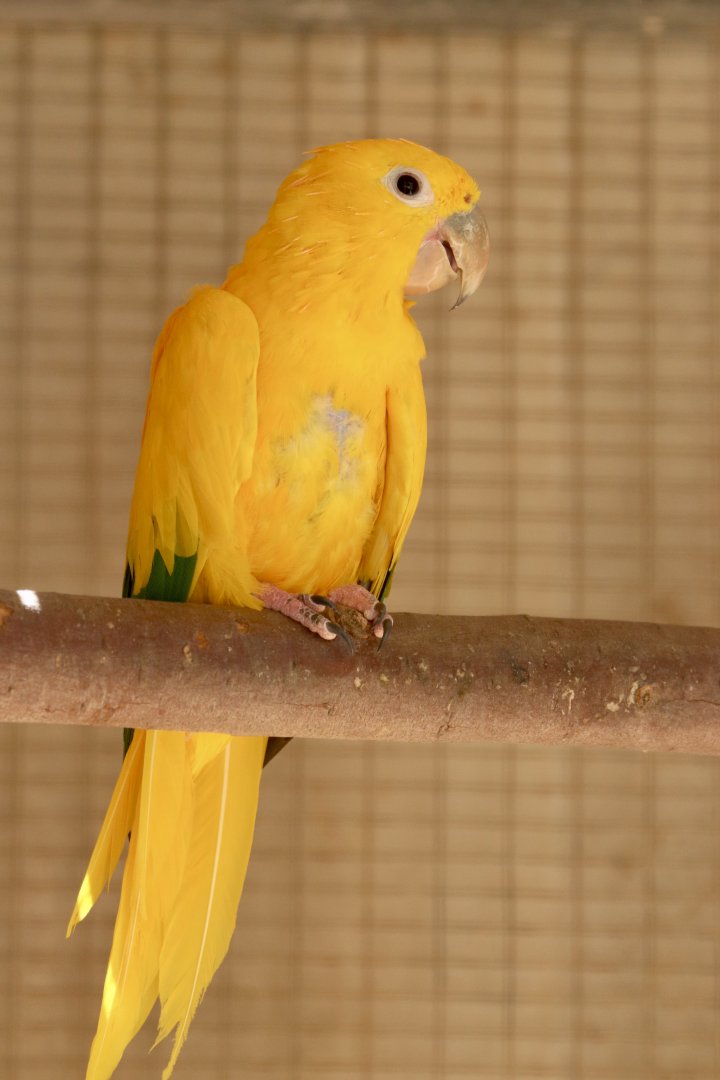 Golden conure