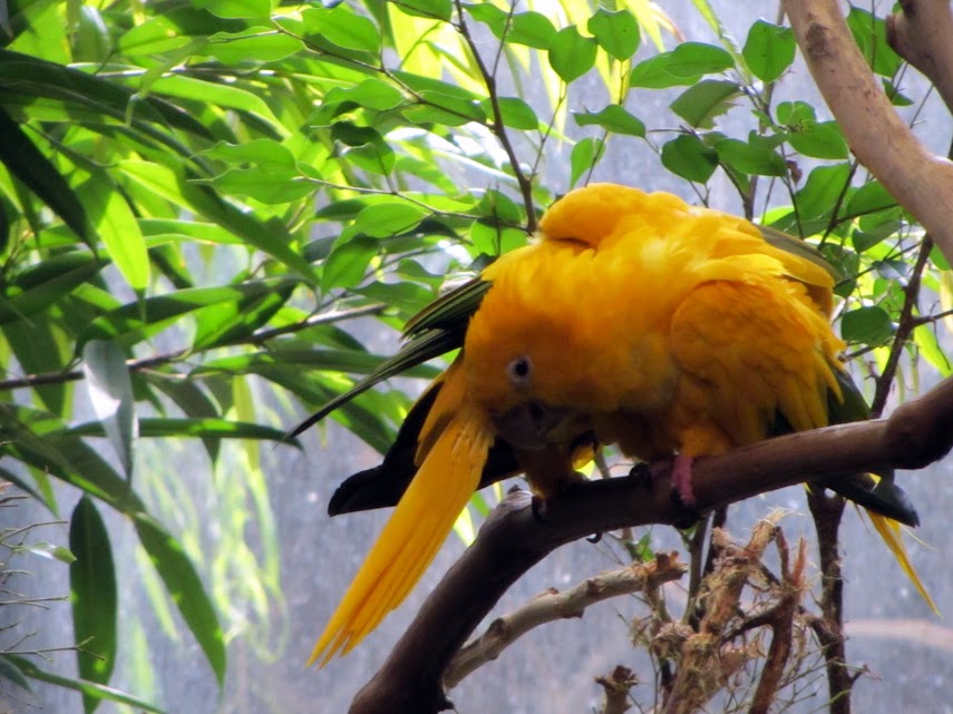 Golden Conures