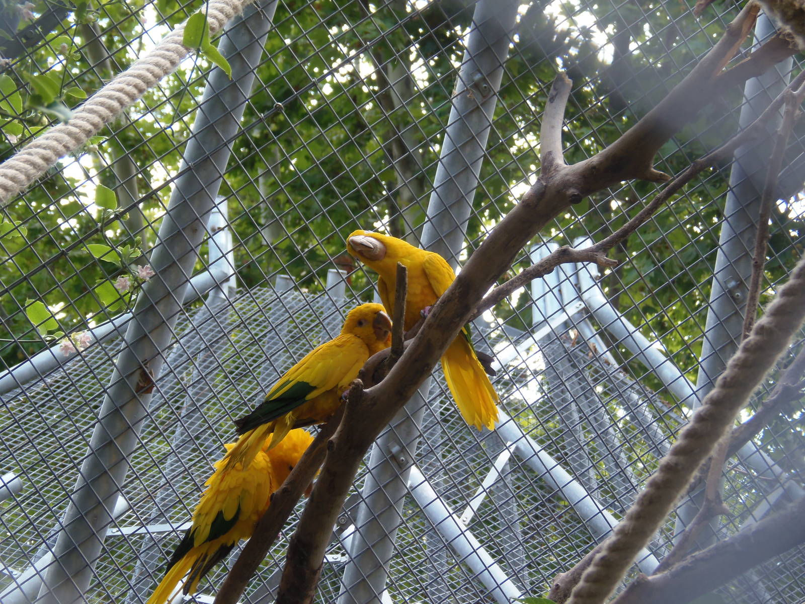 Golden conures