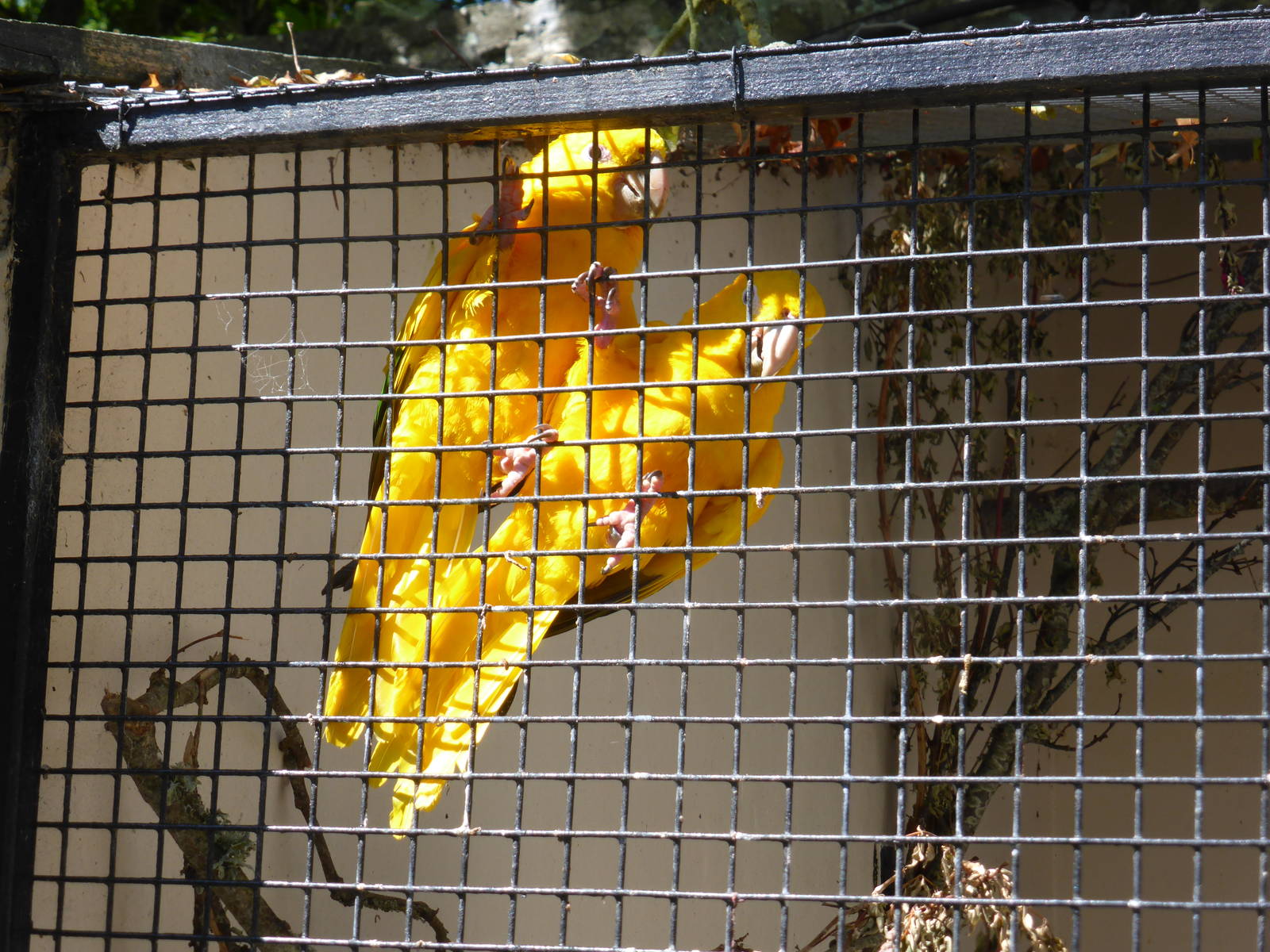 Golden conures
