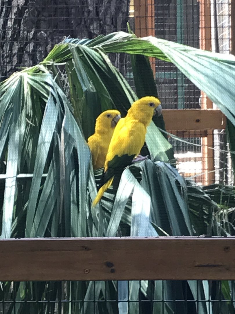 Golden conures