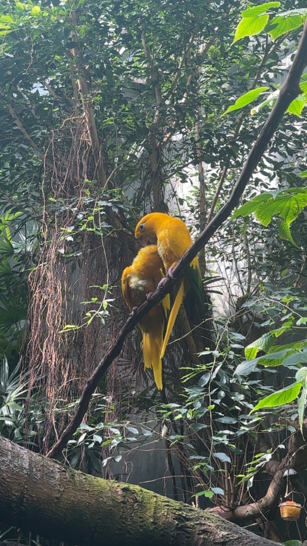Golden Conures