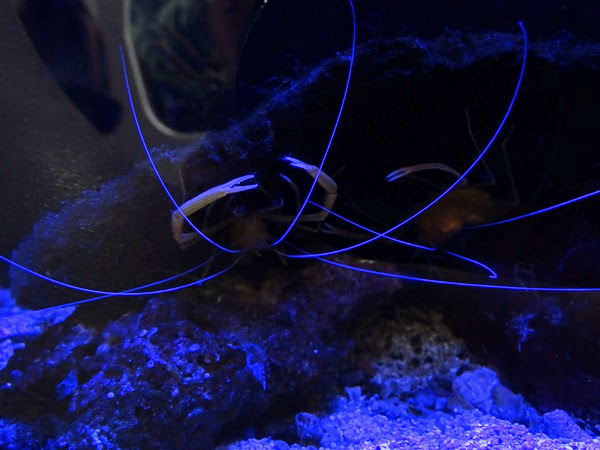 Golden coral shrimp (Stenopus scutellatus)