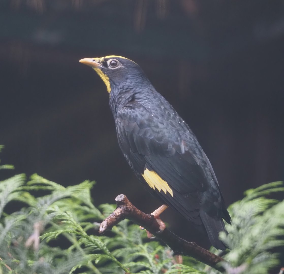 Golden-crested myna (Ampeliceps coronatus), 2024-05-22