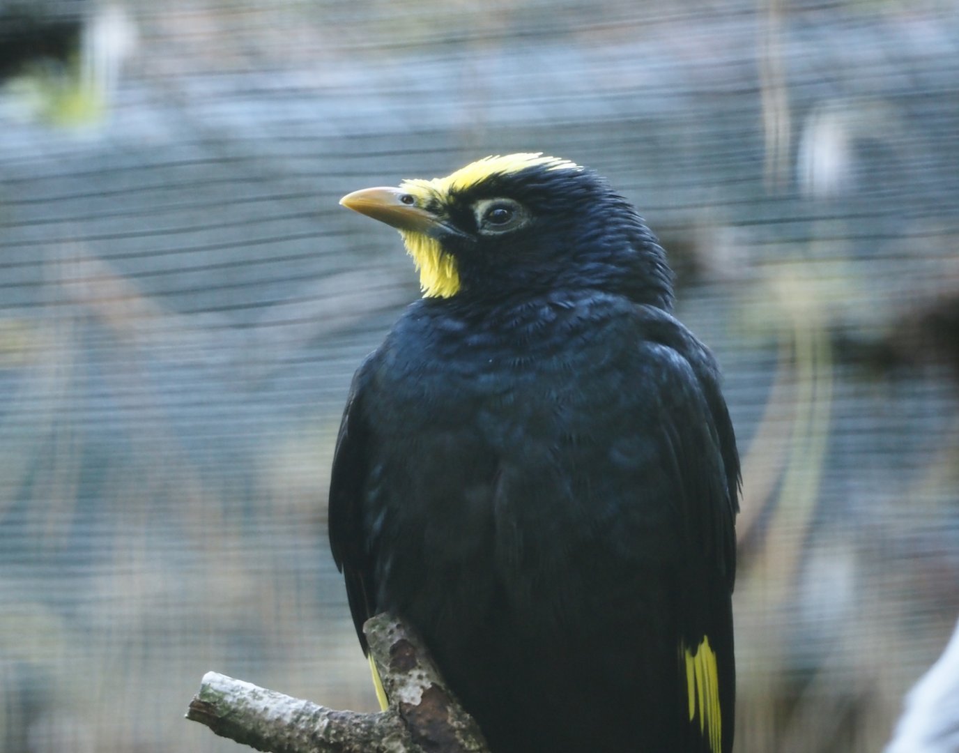 Golden-crested myna (Ampeliceps coronatus), 2024-05-23